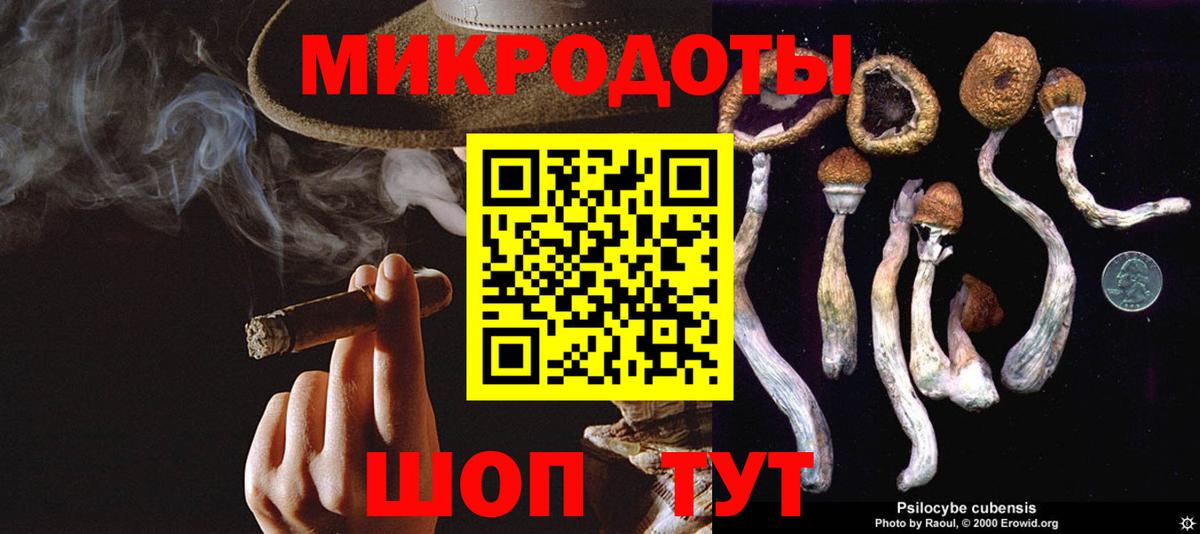Галлюциногенные грибы Psilocybe  Елец 